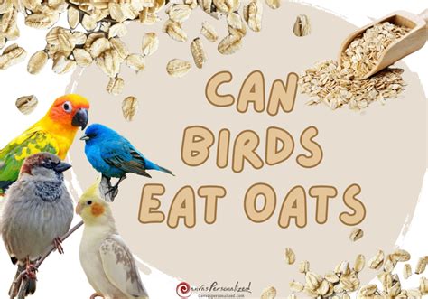 Can You Feed Oats to Birds?