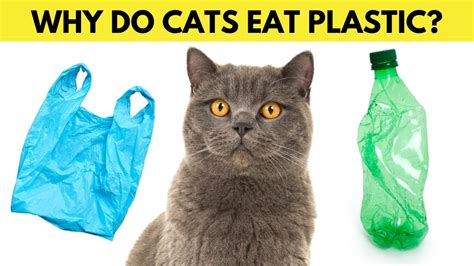 Why Does My Cat Lick Plastic Bags?